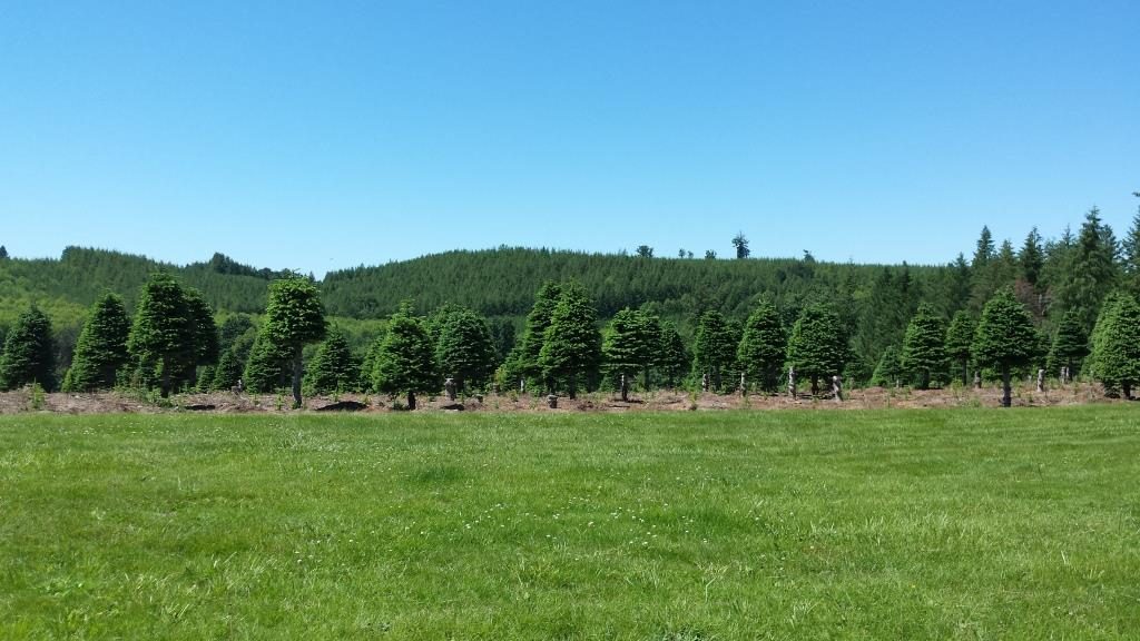 Christmas tree farm next to our campground